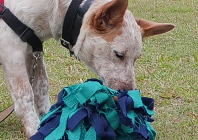 Dog playing with a snuffle mat.